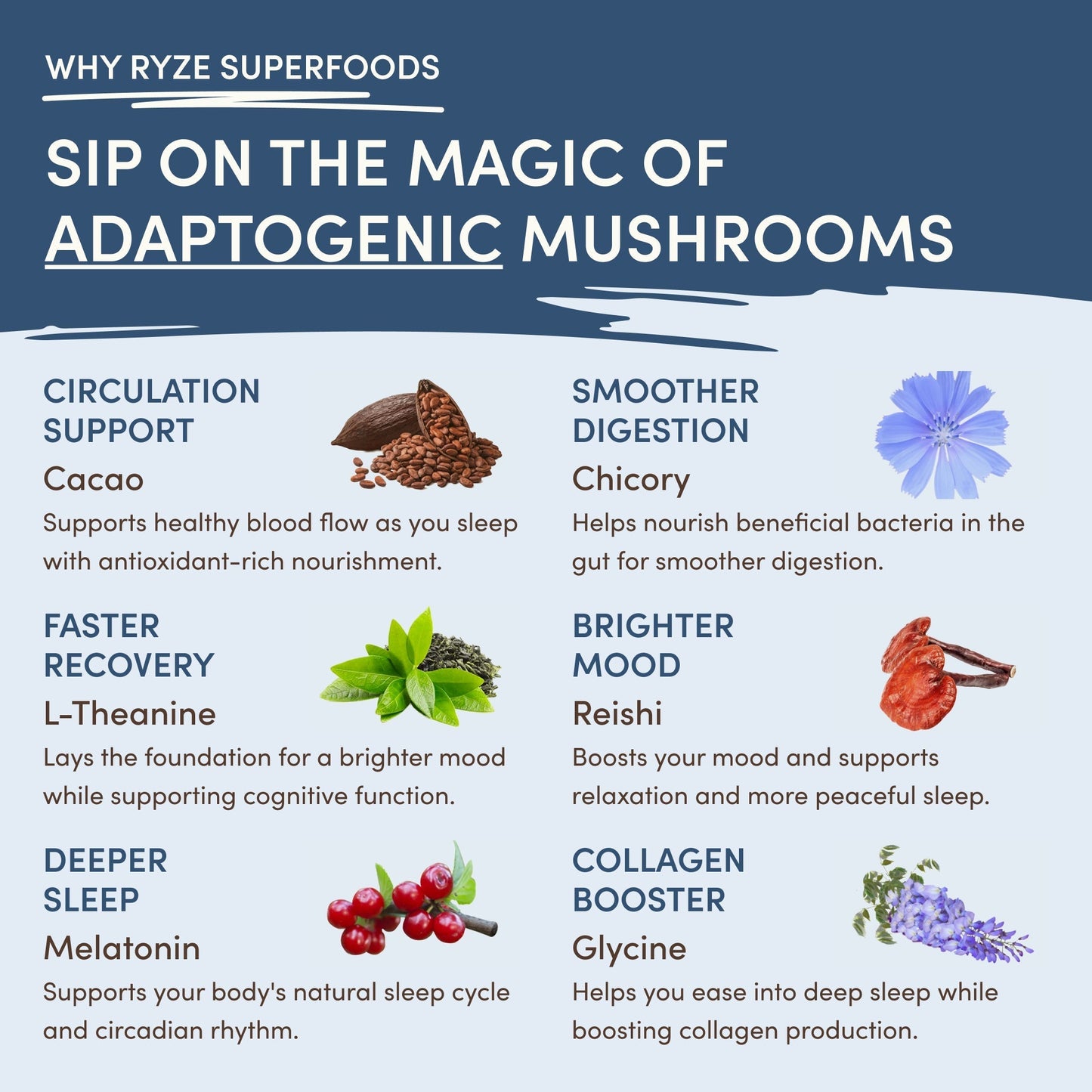 Mushroom Hot Cocoa - Choice MG1381