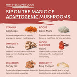 Mushroom Chai - Choice MG1587