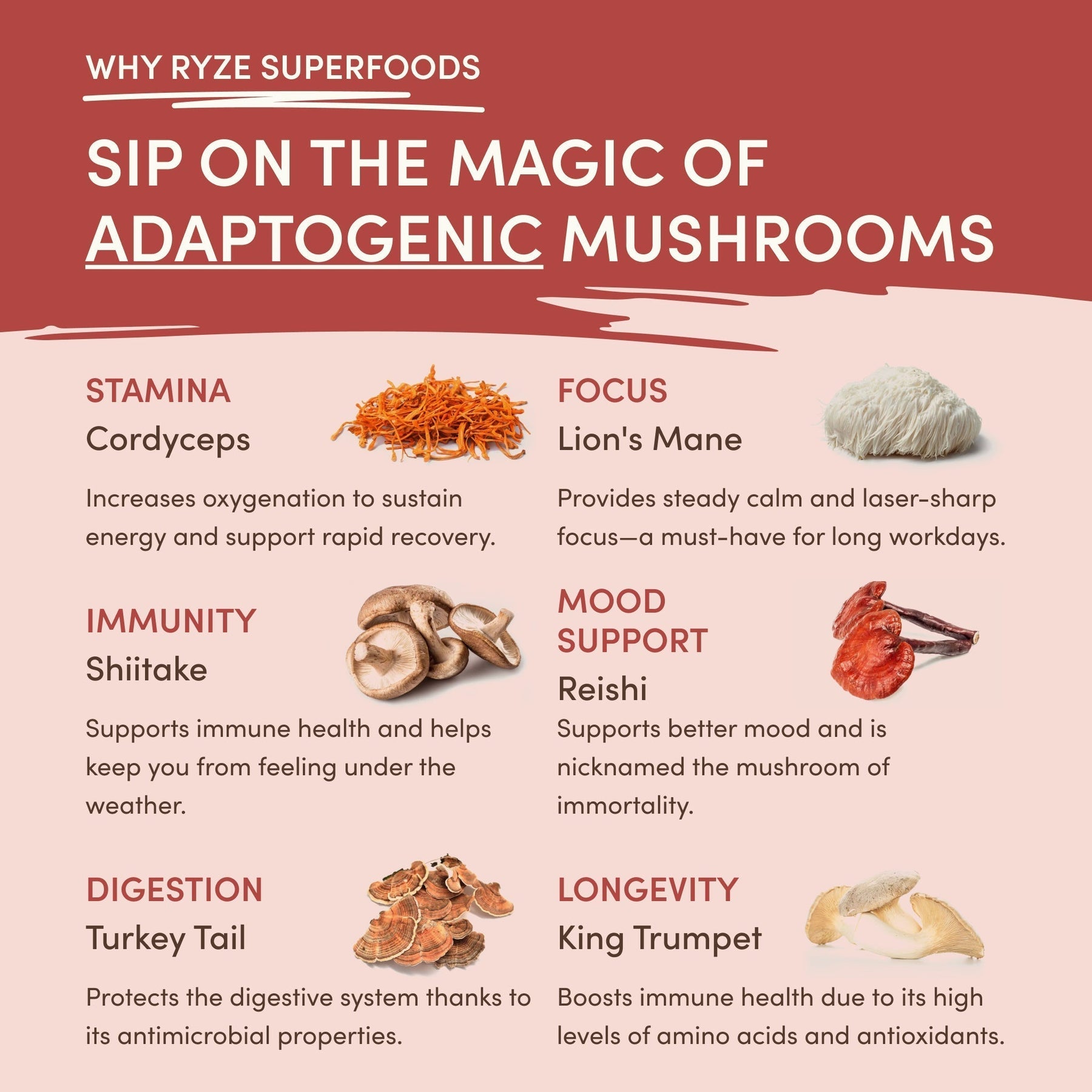Mushroom Chai - Choice MG1587