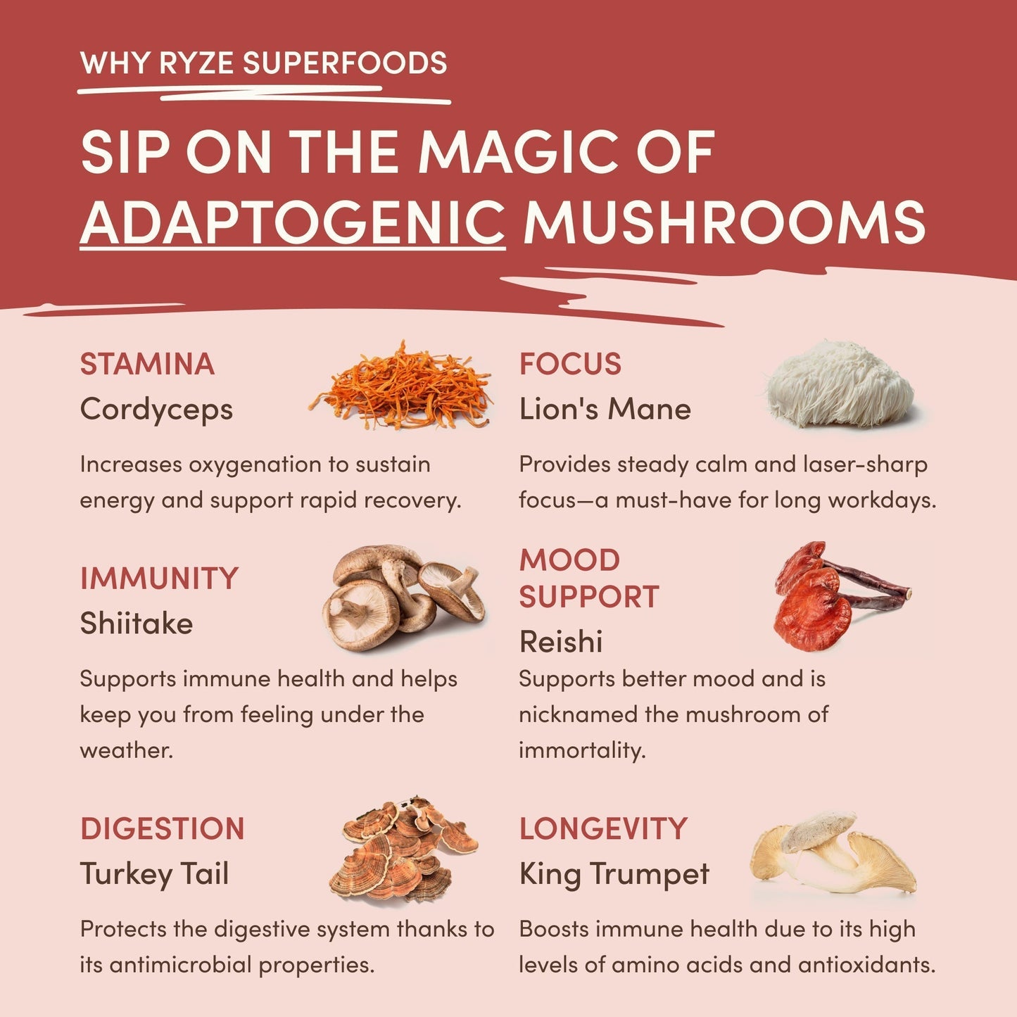 Mushroom Chai - Choice MG1587